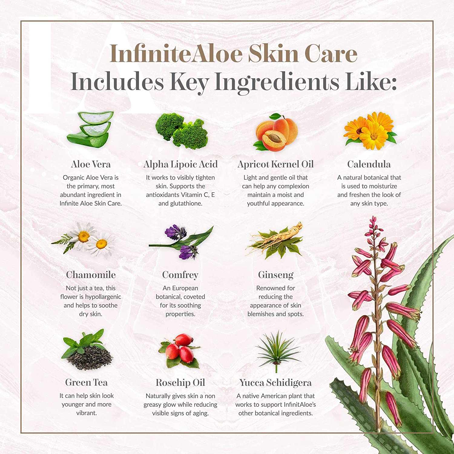 Infinitealoe skin care ingredients list infinitealoe shop